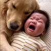 ゴールデンと赤ちゃん