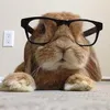 foiddestroyer