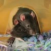 petlover268