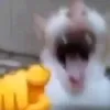 maksiu_xdd