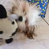 umcarasemcarisma