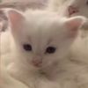 aizah_lg