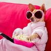 the.doggodiaries