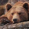 ursus_shamanus