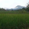 mi_ayamkirana