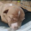 dom_mongar33