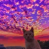 user7108581175008