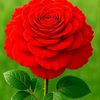 user5804920705178