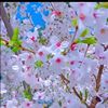 iqbalkhan49868
