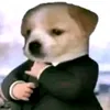 chimdai_3metbedoi