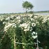 komyintzaw2822