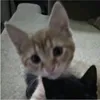 iris.valentina17