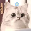 oreooo_0369