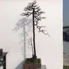 ke.ke.bonsai
