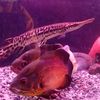 fish.lover335