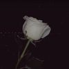 kiss55565
