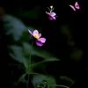 mrtdygjo5px