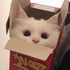 tydumps_1
