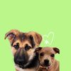 Rumi & Apollo Rescue Pups