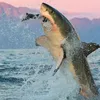 whiteshark67