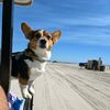 peaches_is_my_corgi