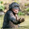 funny.animals.wor7