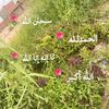 tota09832