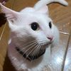 biancuchi__1