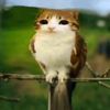 nickorcy2