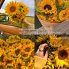 🌈🌻 Sunflower 🌻🌈😘