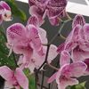 orchid2623
