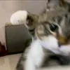 htngocjjnji09
