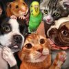 petdiary67