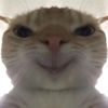 Cat meme 🐱