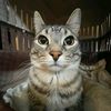 turbo_cat125