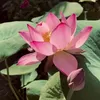 luakhongdieu3