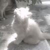 shany_0.7