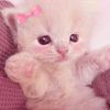 illovesillycats