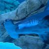 shark_stimms