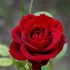 fatima.lzahraa6