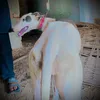 greyhound.lovers
