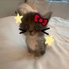 lulumamami