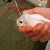 paws399