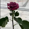 nini2jknini