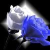 user50137075919798