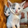 jozocatsshelter