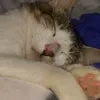 umfurrynordestino