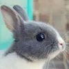 usagi.1124