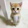 malakkinaaa