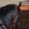 asmaamohamed5826